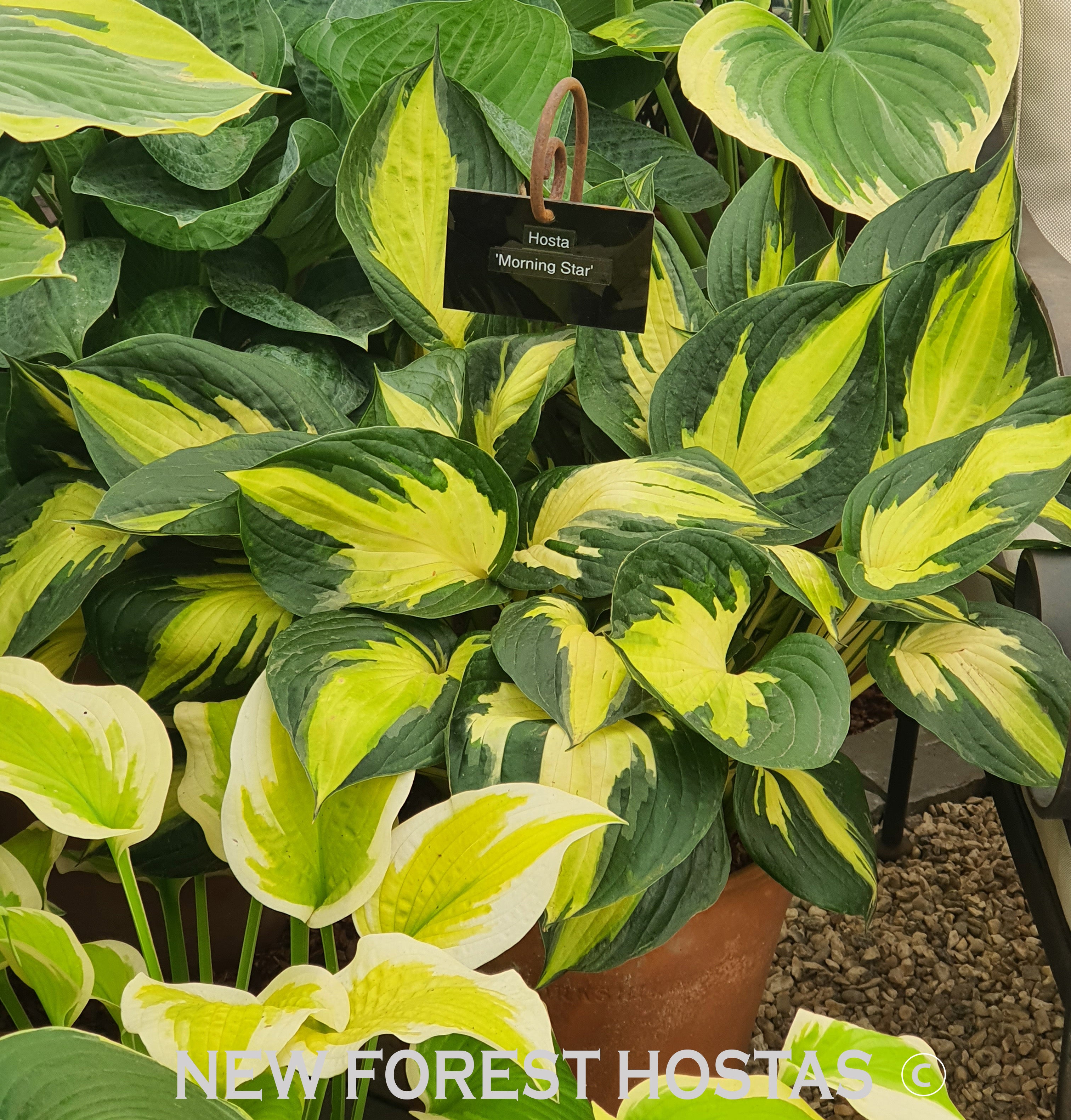 Hosta 'Morning Star' - New Forest Hostas & Hemerocallis