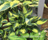 Hosta 'Morning Star' - New Forest Hostas & Hemerocallis