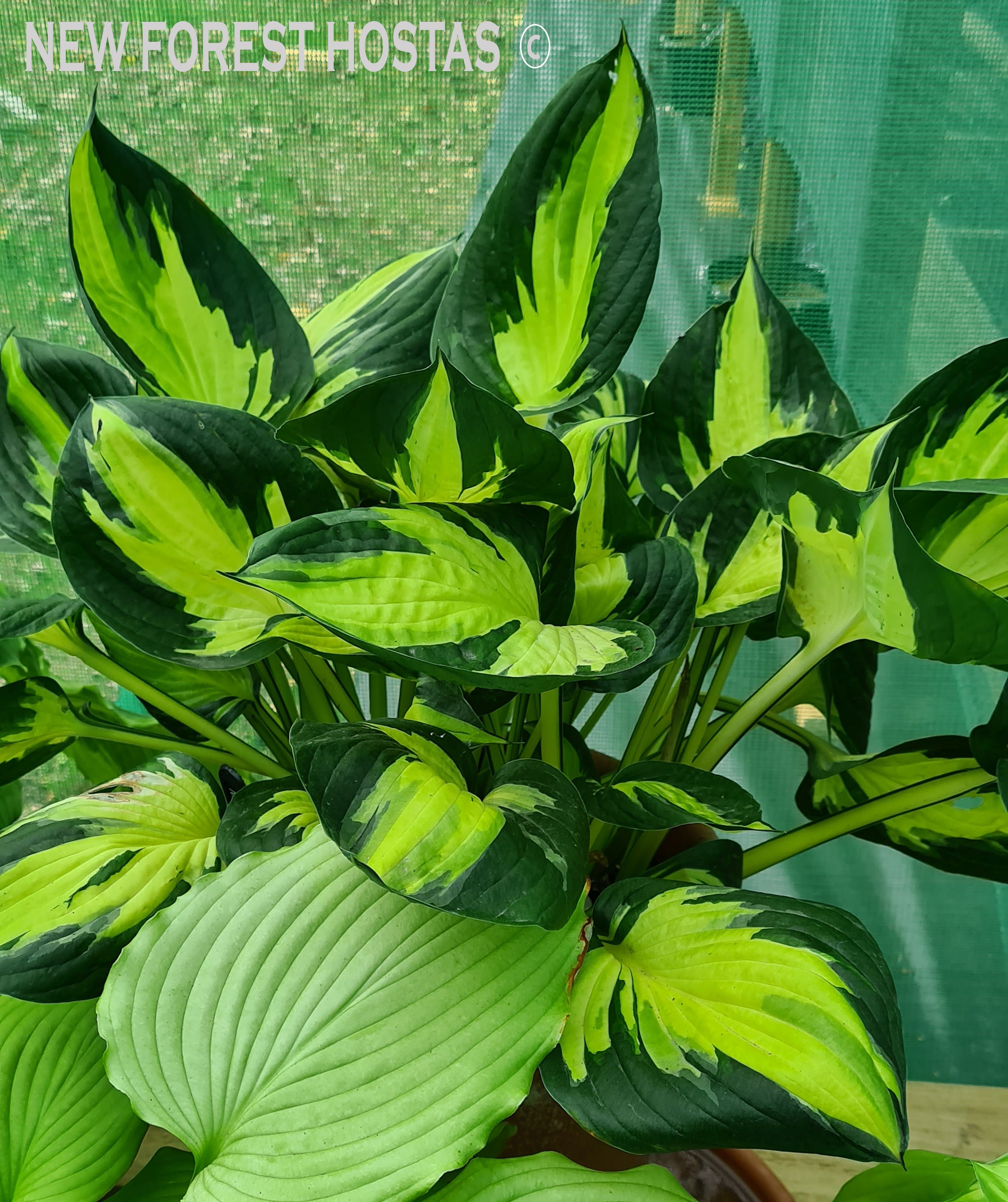 Hosta 'Morning Star' - New Forest Hostas & Hemerocallis
