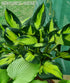 Hosta 'Morning Star' - New Forest Hostas & Hemerocallis
