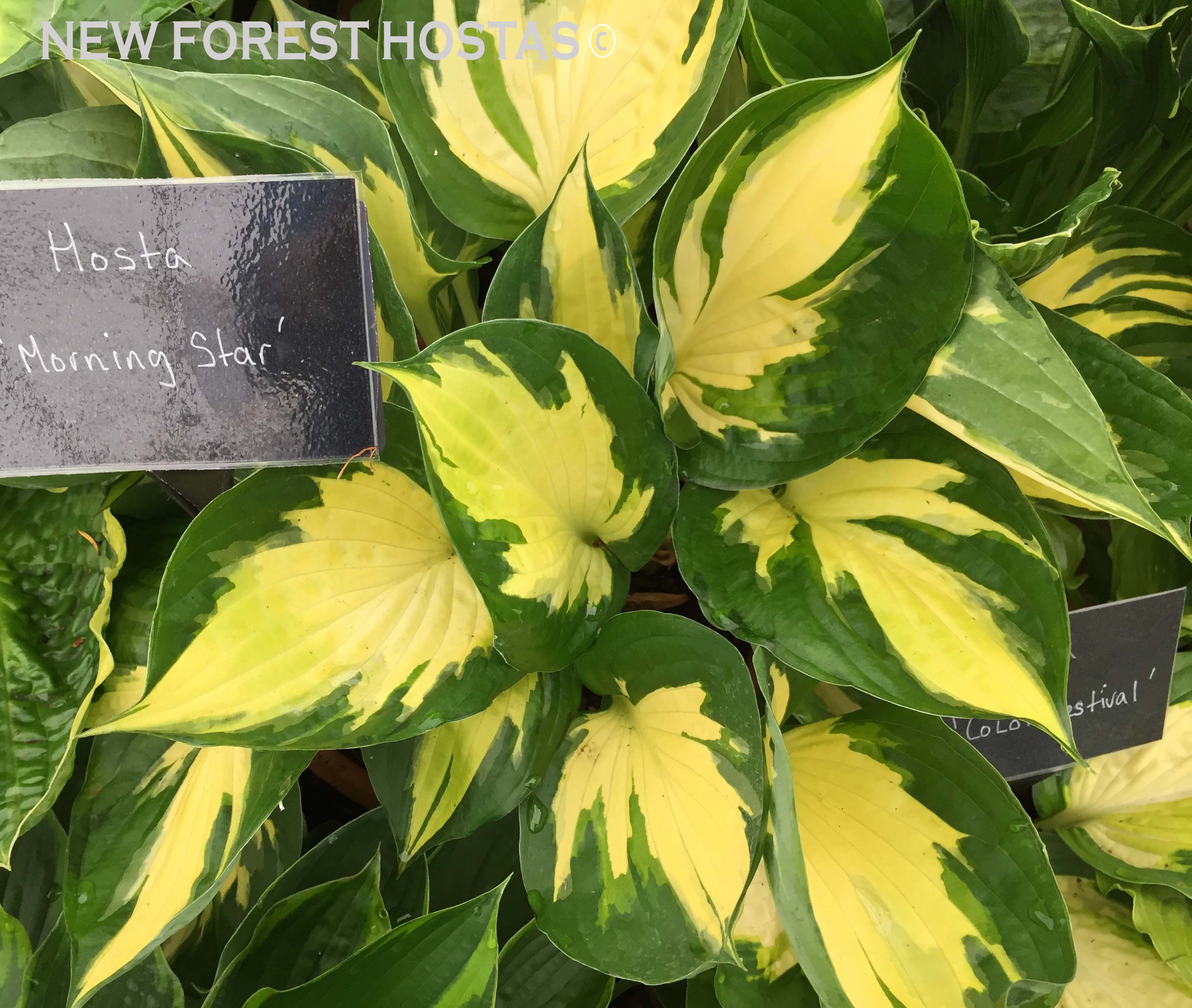 Hosta 'Morning Star' - New Forest Hostas & Hemerocallis