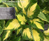 Hosta 'Morning Star' - New Forest Hostas & Hemerocallis