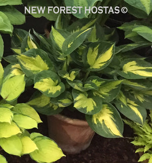 Hosta 'Morning Star' - New Forest Hostas & Hemerocallis