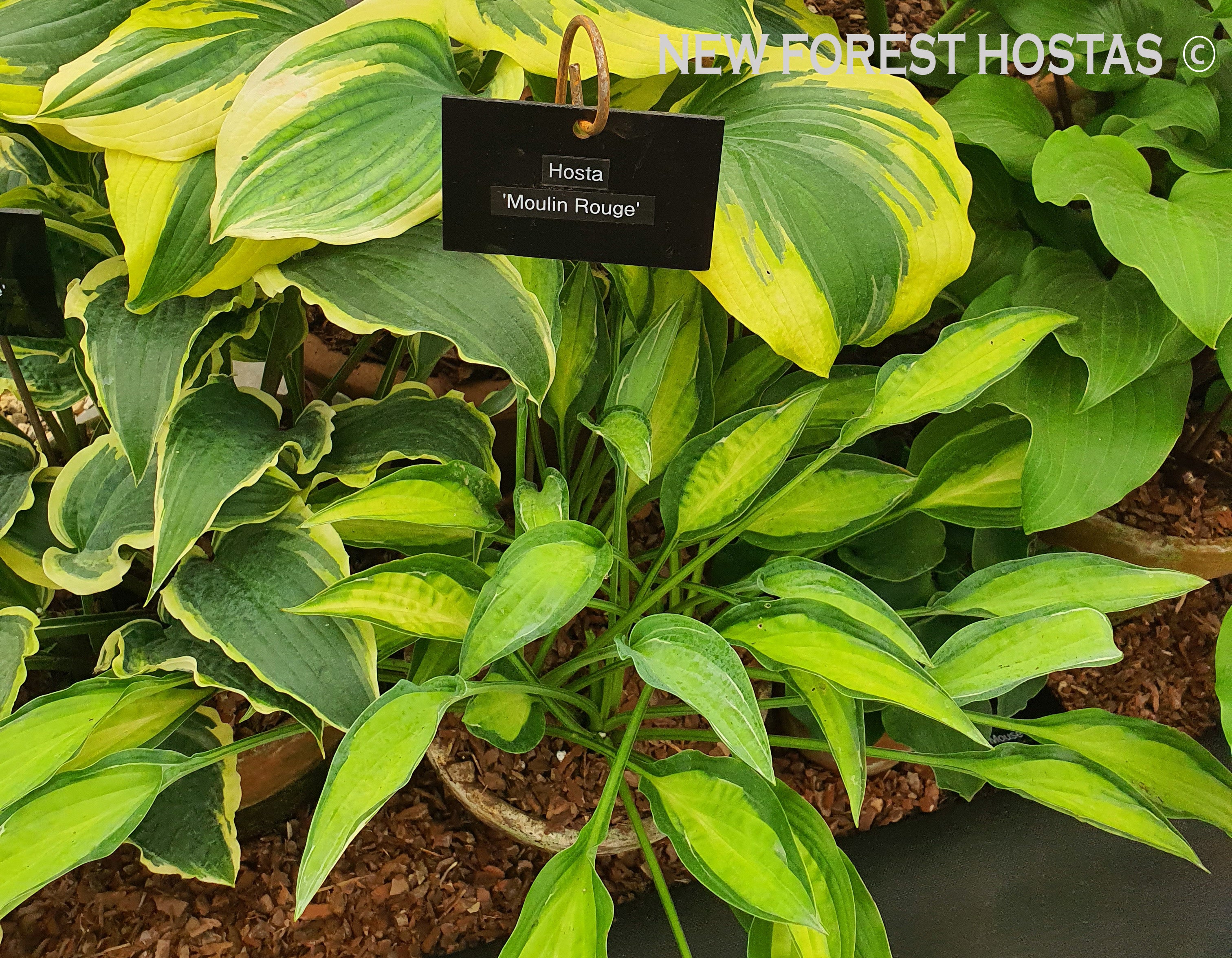 Hosta 'Moulin Rouge' - New Forest Hostas & Hemerocallis