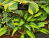 Hosta 'Moulin Rouge' - New Forest Hostas & Hemerocallis