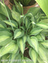 Hosta 'Moulin Rouge' - New Forest Hostas & Hemerocallis