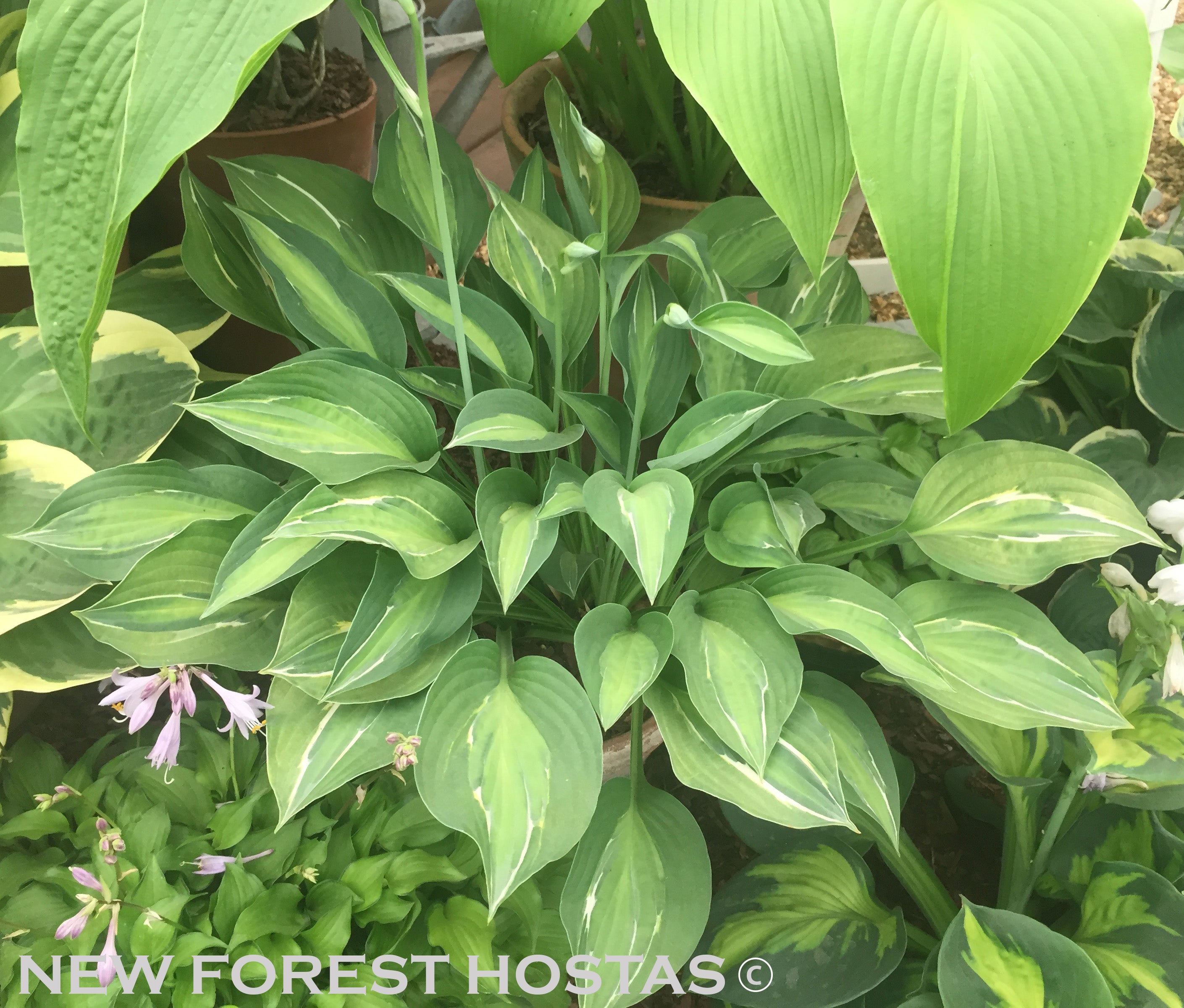 Hosta 'Moulin Rouge' - New Forest Hostas & Hemerocallis