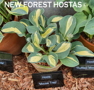 Hosta 'Mouse Trap' - New Forest Hostas & Hemerocallis