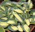 Hosta 'Mouse Trap' - New Forest Hostas & Hemerocallis