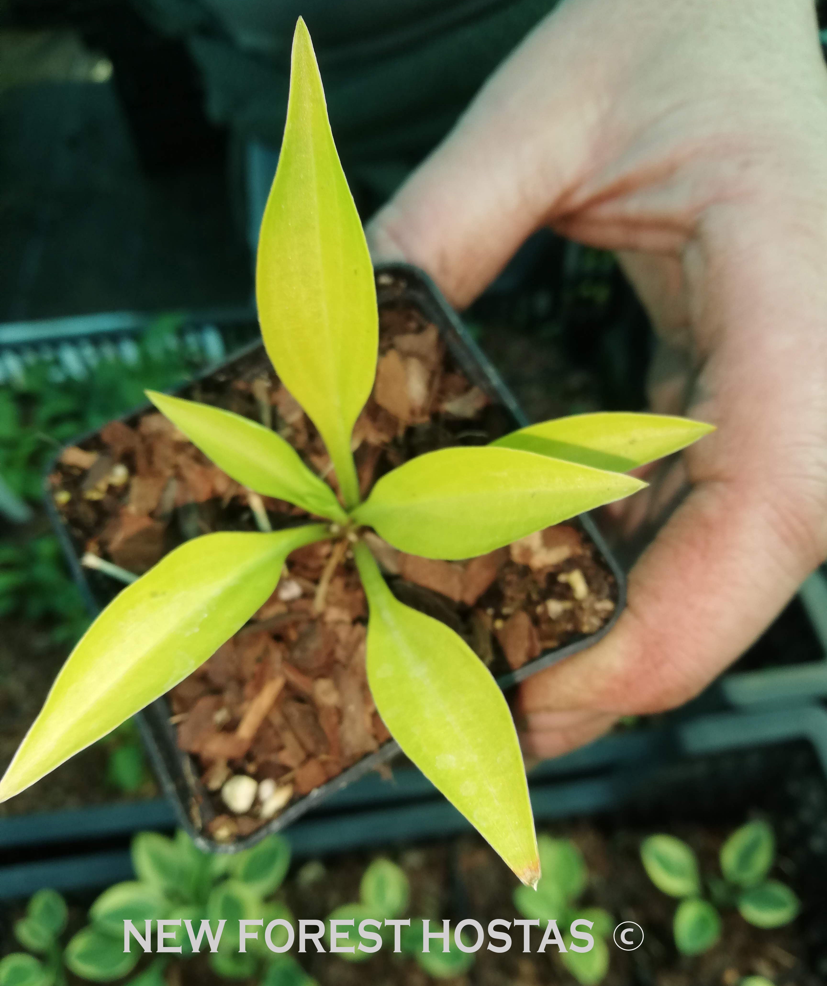 Hosta 'Munchkin Fire' - New Forest Hostas & Hemerocallis