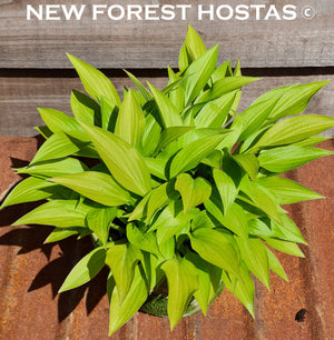 Hosta 'Munchkin Fire' - New Forest Hostas & Hemerocallis