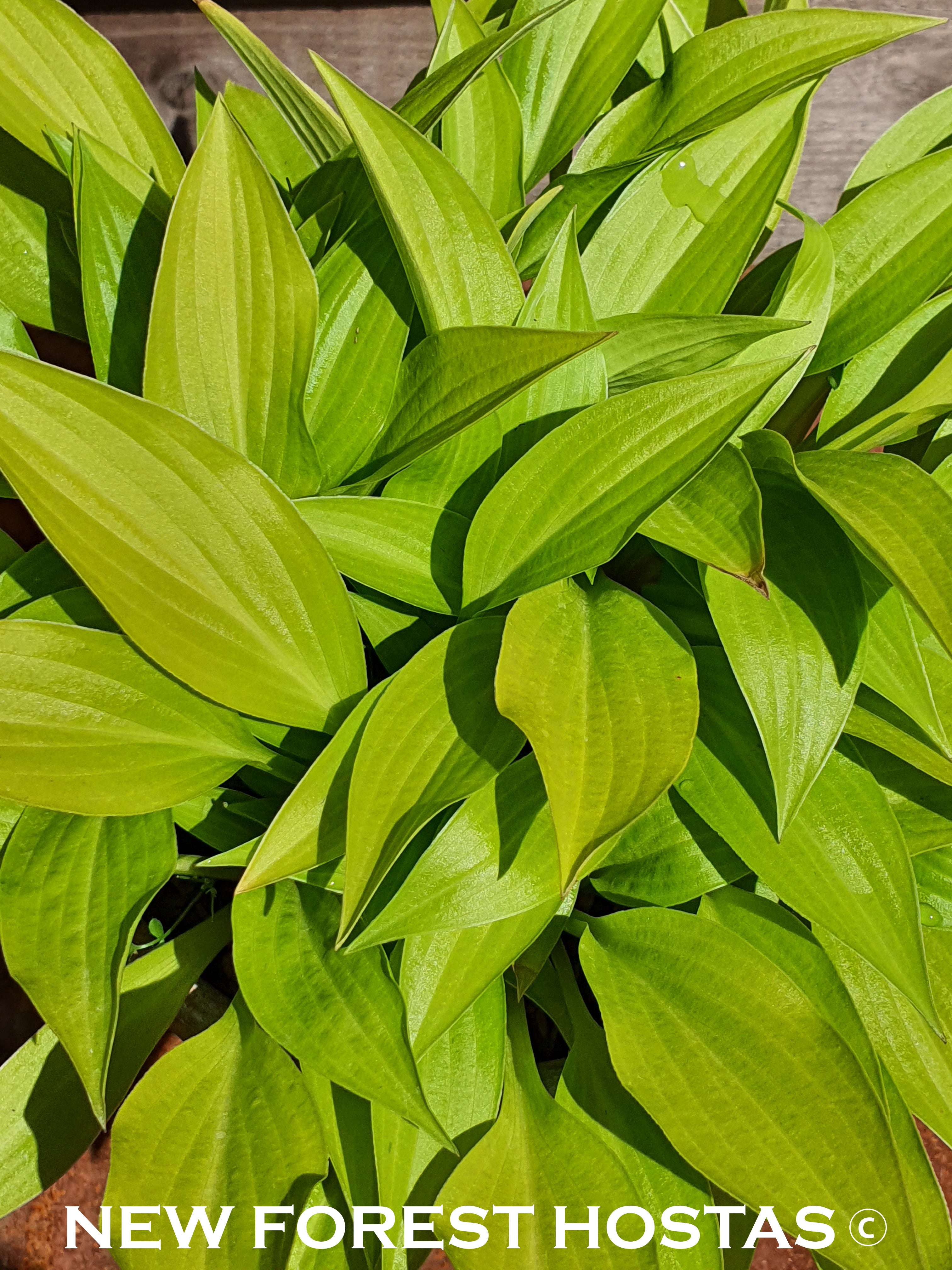 Hosta 'Munchkin Fire' - New Forest Hostas & Hemerocallis