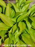 Hosta 'Munchkin Fire' - New Forest Hostas & Hemerocallis