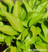 Hosta 'Munchkin Fire' - New Forest Hostas & Hemerocallis
