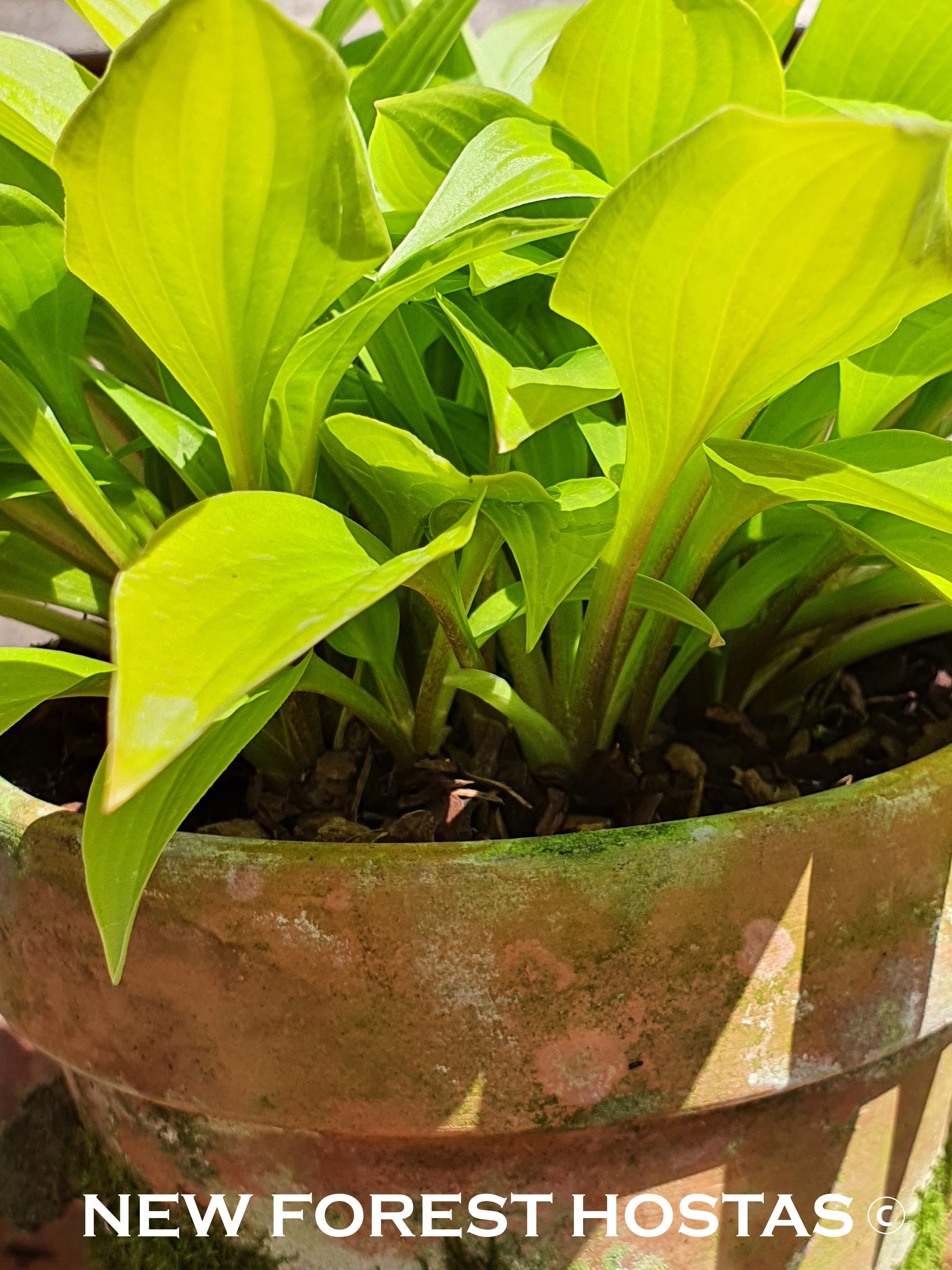 Hosta 'Munchkin Fire' - New Forest Hostas & Hemerocallis