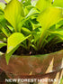 Hosta 'Munchkin Fire' - New Forest Hostas & Hemerocallis