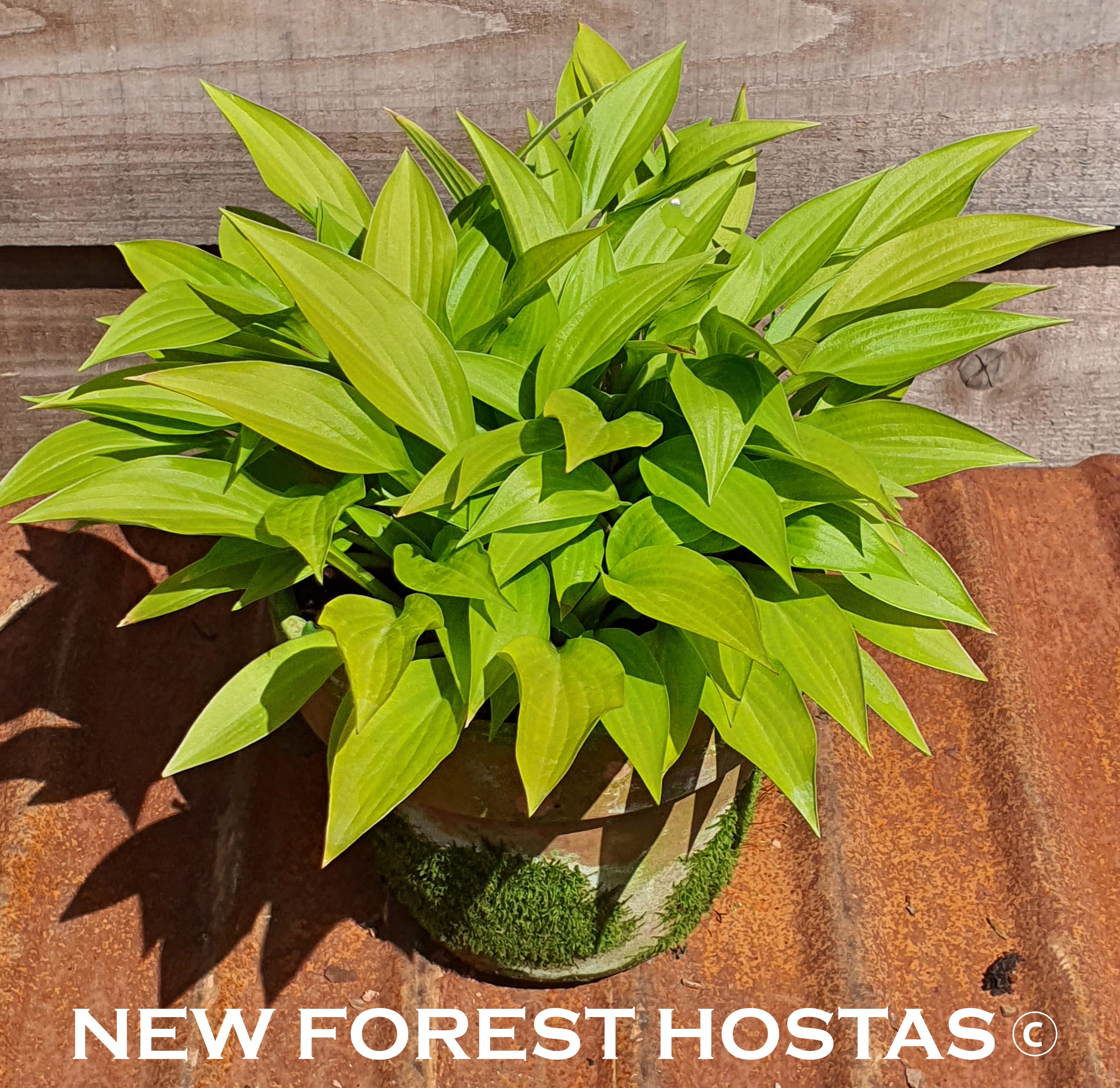 Hosta 'Munchkin Fire' - New Forest Hostas & Hemerocallis