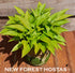 Hosta 'Munchkin Fire' - New Forest Hostas & Hemerocallis
