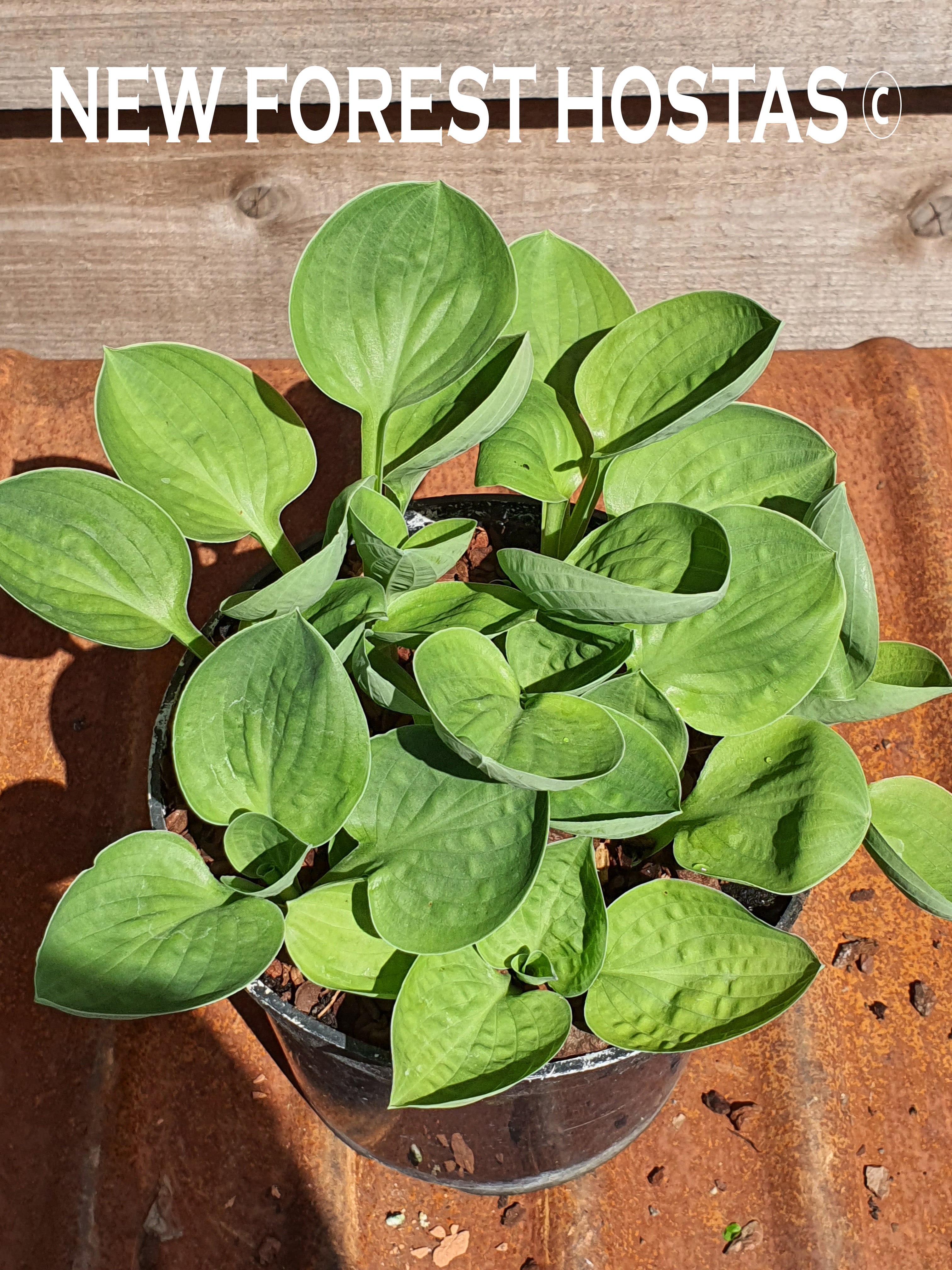 Hosta 'Nippers' - New Forest Hostas & Hemerocallis