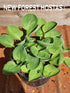 Hosta 'Nippers' - New Forest Hostas & Hemerocallis