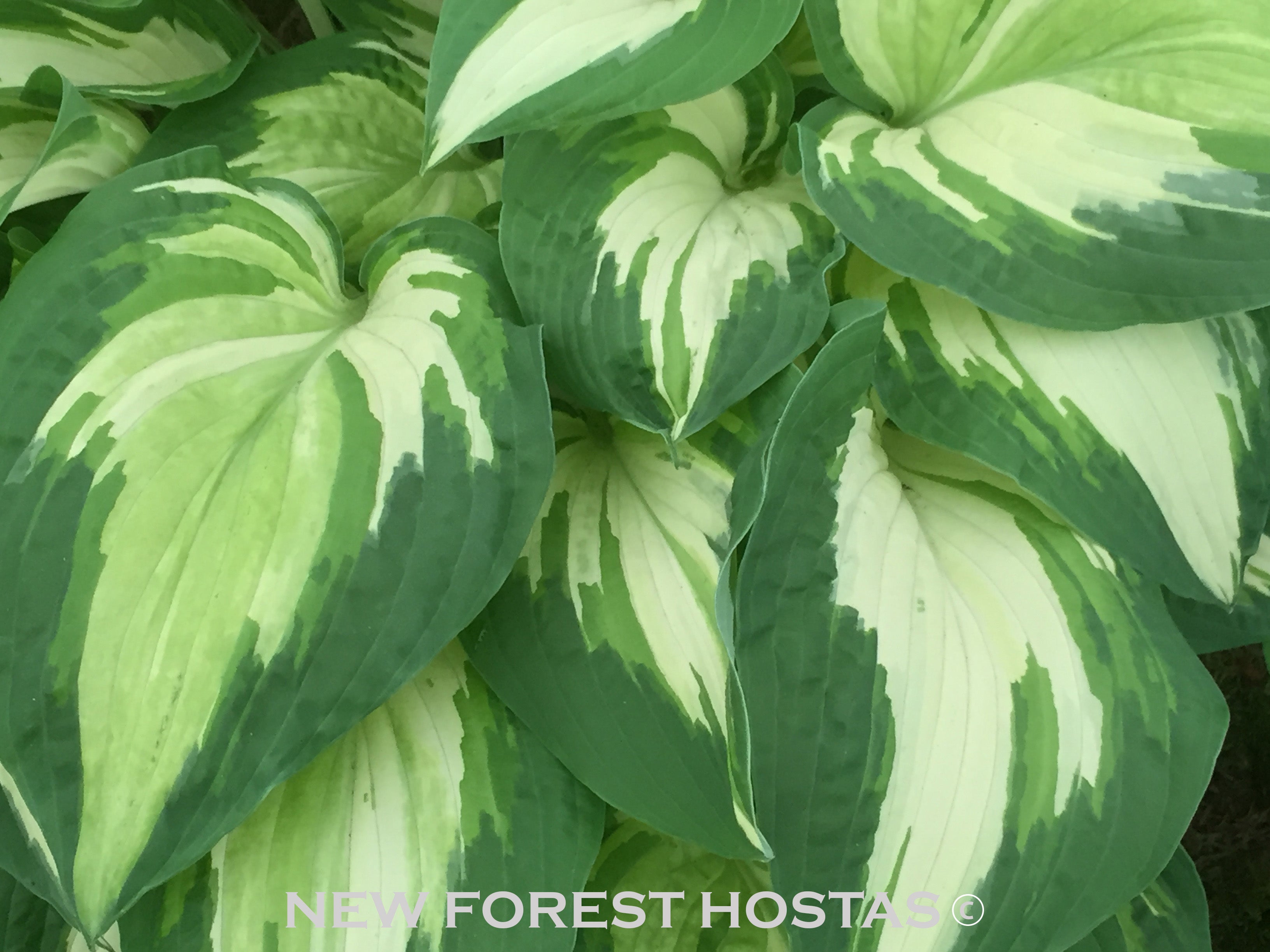 Hosta 'Night Before Christmas' - New Forest Hostas & Hemerocallis