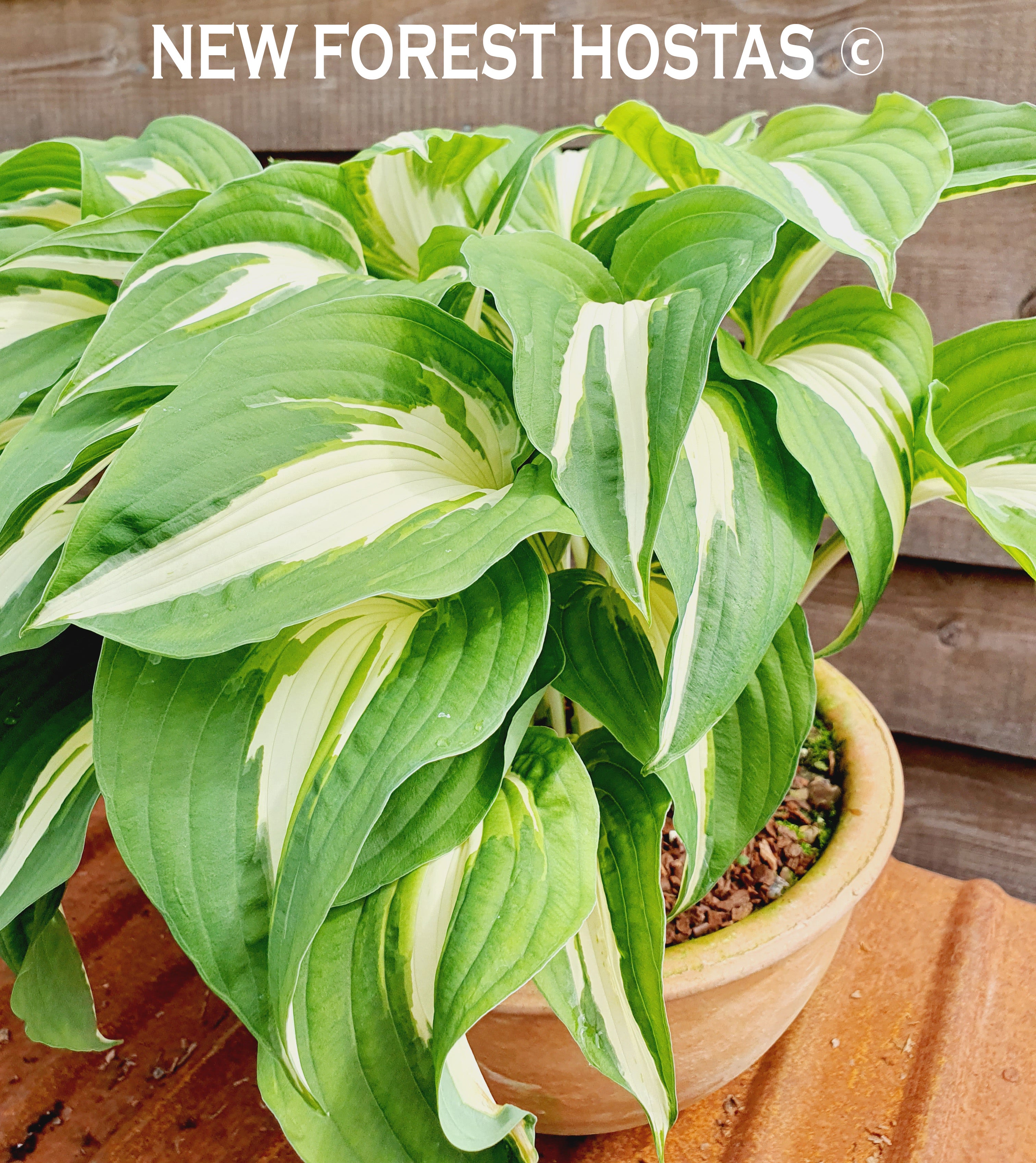 Hosta 'Night Before Christmas' - New Forest Hostas & Hemerocallis