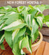 Hosta 'Night Before Christmas' - New Forest Hostas & Hemerocallis