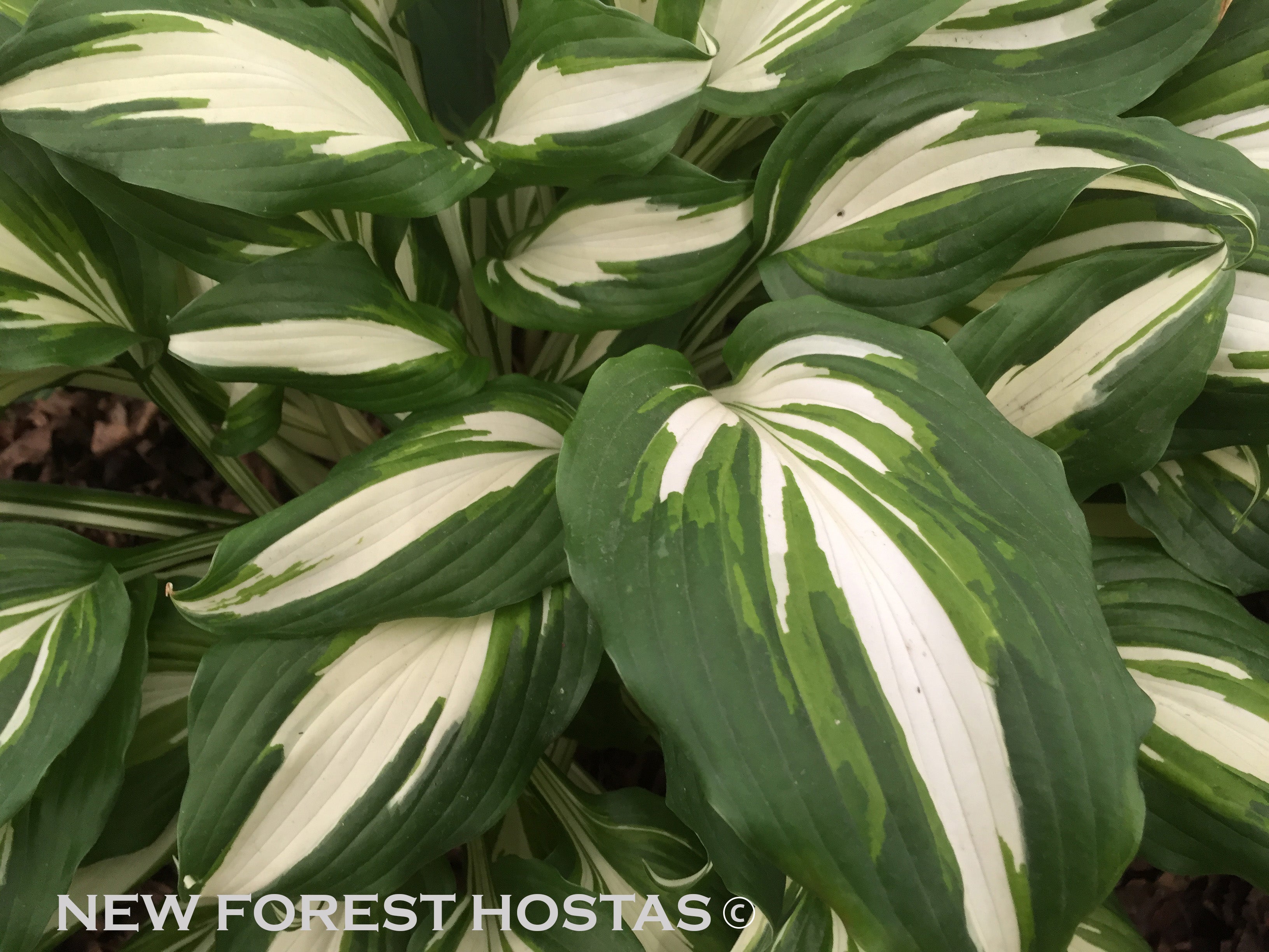 Hosta 'Night Before Christmas' - New Forest Hostas & Hemerocallis