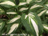 Hosta 'Night Before Christmas' - New Forest Hostas & Hemerocallis