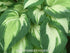 Hosta 'Night Before Christmas' - New Forest Hostas & Hemerocallis