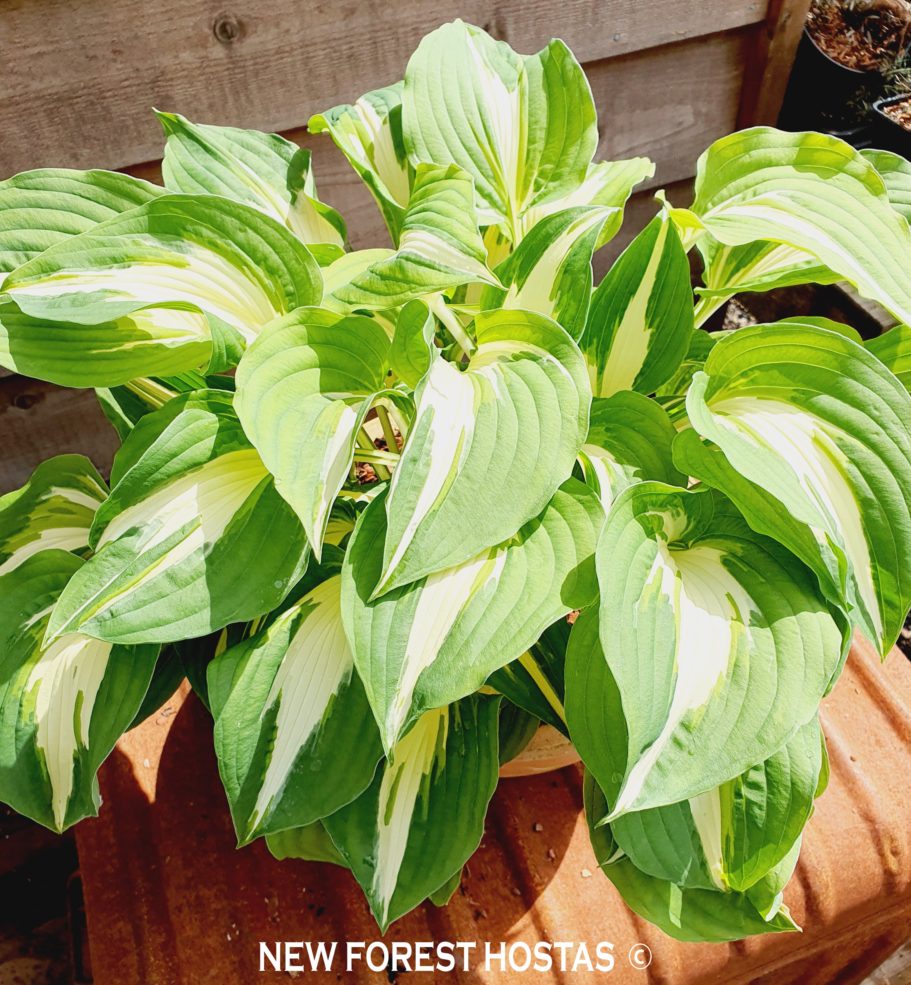 Hosta 'Night Before Christmas' - New Forest Hostas & Hemerocallis