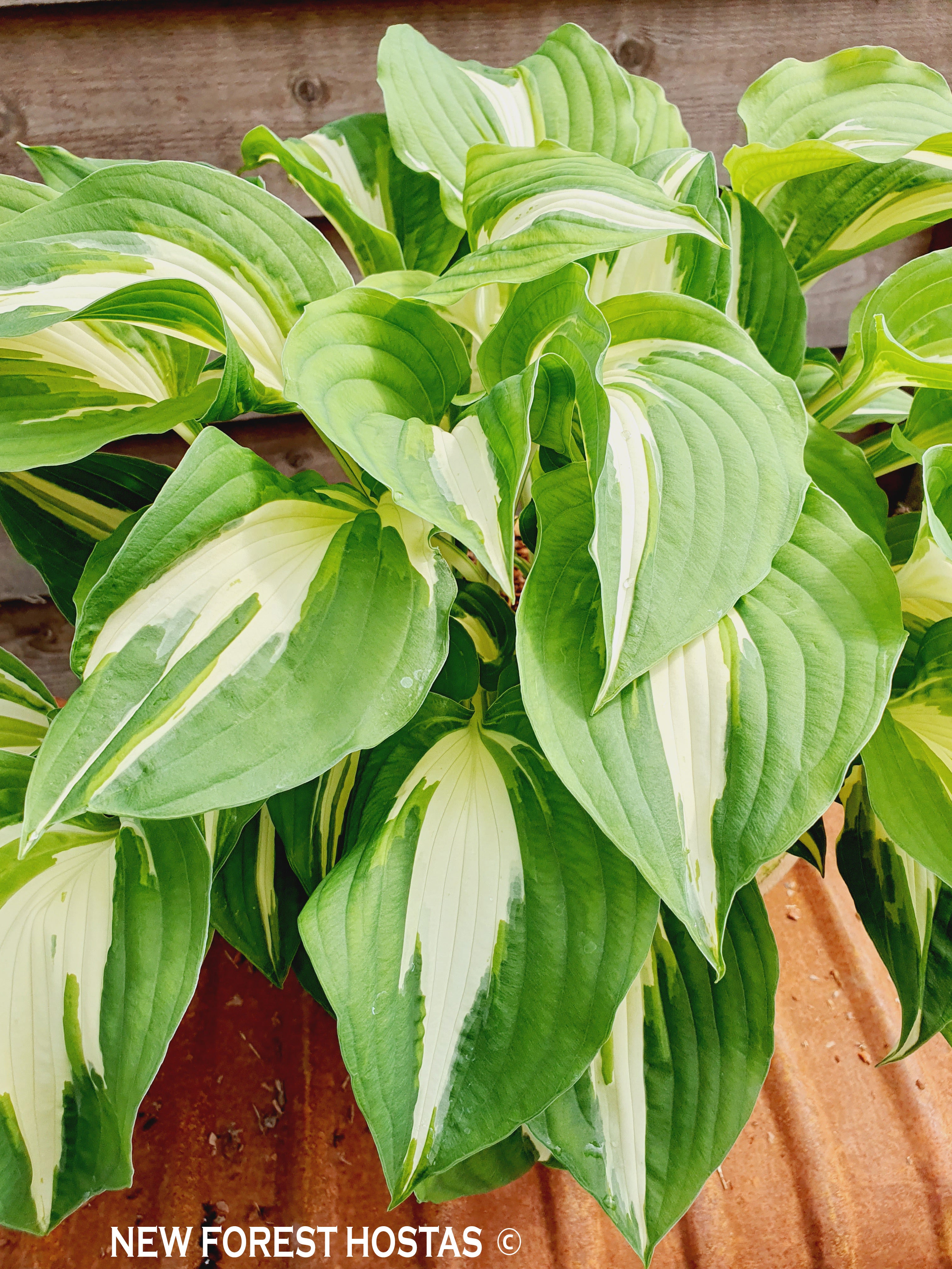 Hosta 'Night Before Christmas' - New Forest Hostas & Hemerocallis
