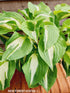 Hosta 'Night Before Christmas' - New Forest Hostas & Hemerocallis