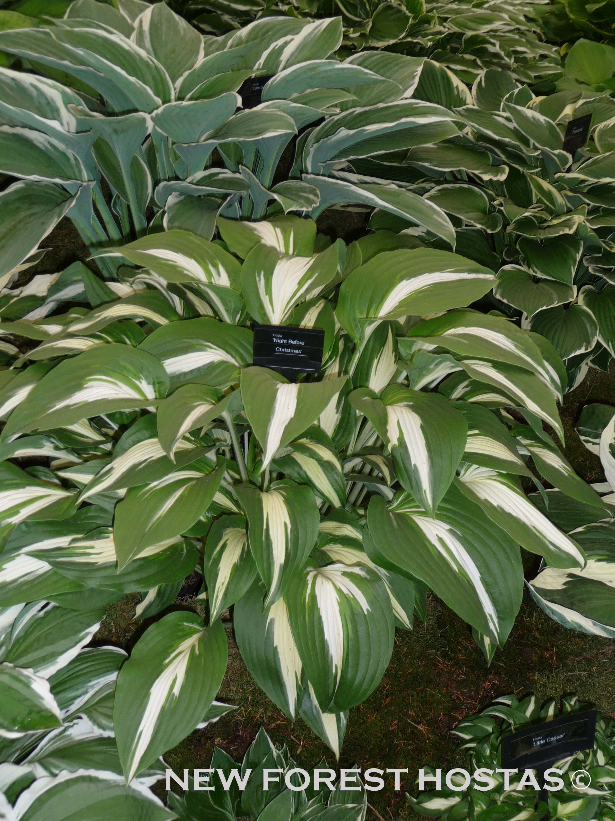 Hosta 'Night Before Christmas' - New Forest Hostas & Hemerocallis
