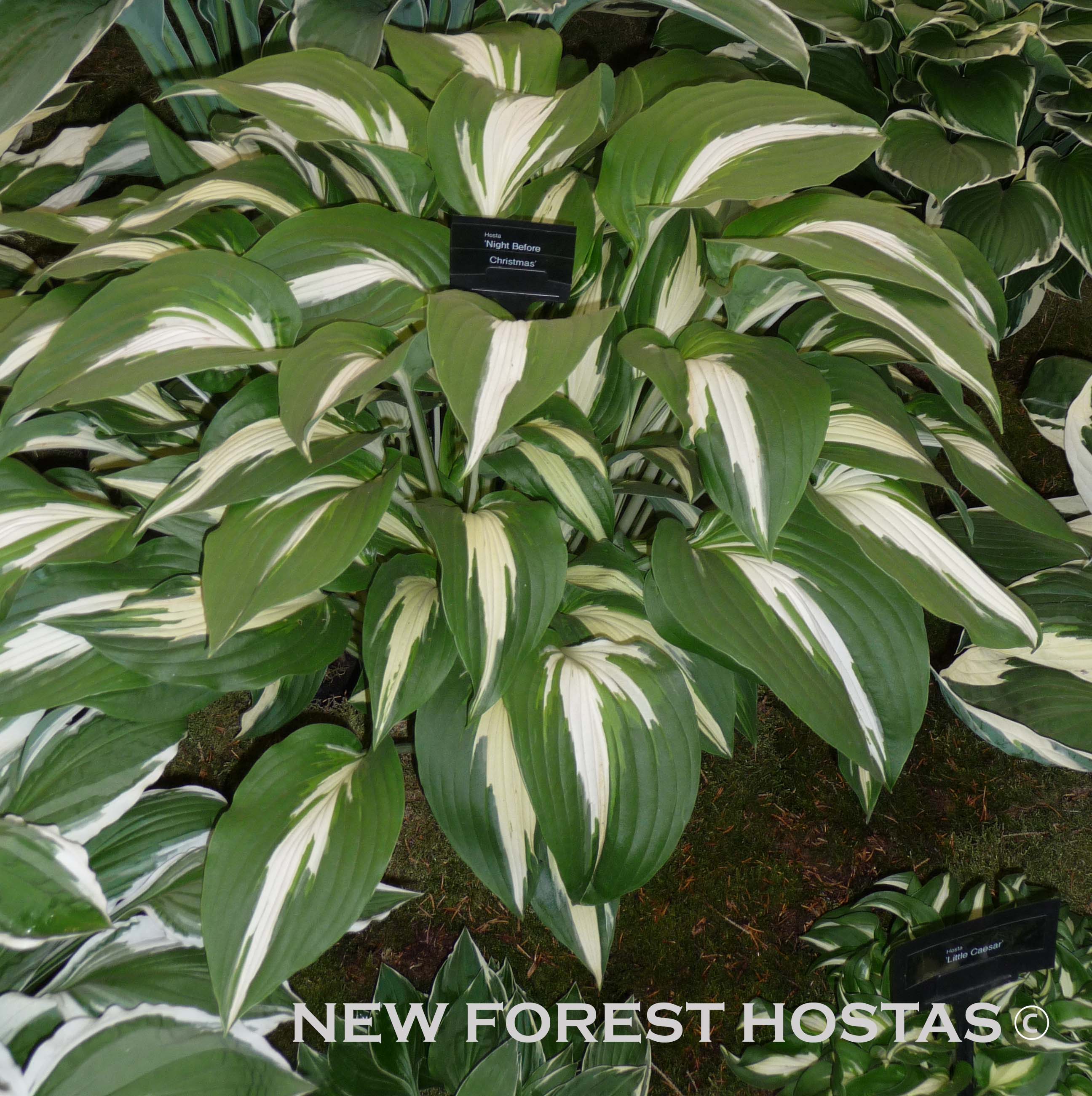 Hosta 'Night Before Christmas' - New Forest Hostas & Hemerocallis