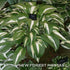 Hosta 'Night Before Christmas' - New Forest Hostas & Hemerocallis