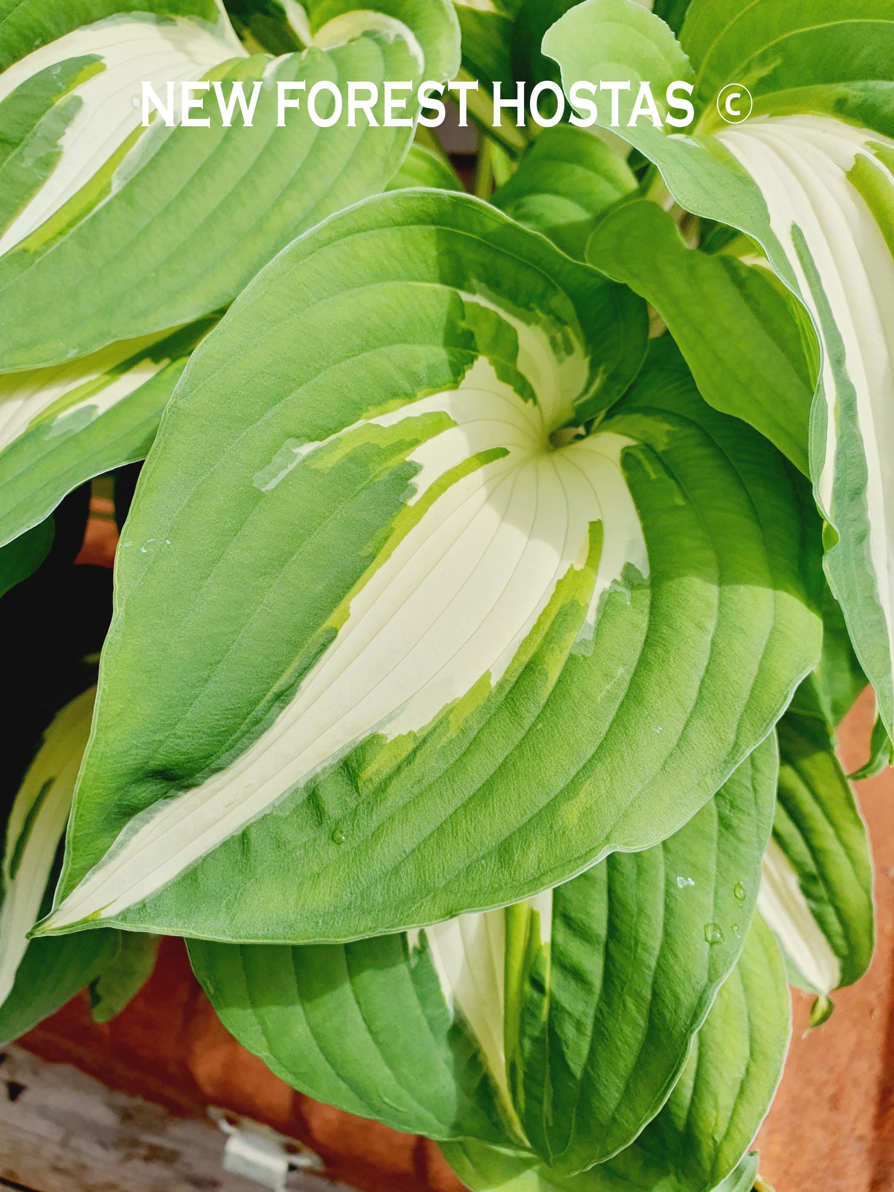 Hosta 'Night Before Christmas' - New Forest Hostas & Hemerocallis