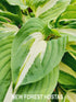Hosta 'Night Before Christmas' - New Forest Hostas & Hemerocallis