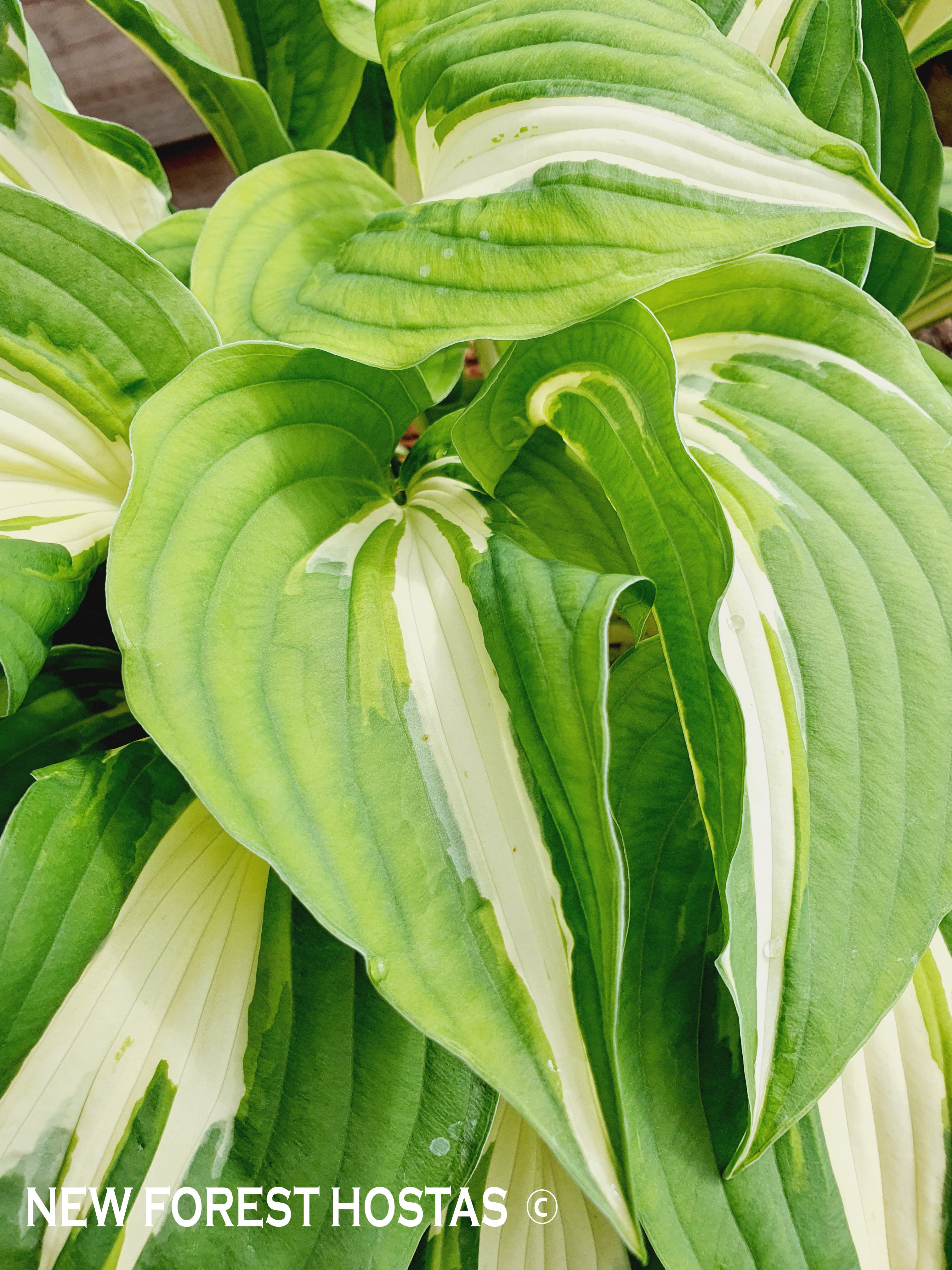 Hosta 'Night Before Christmas' - New Forest Hostas & Hemerocallis