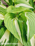 Hosta 'Night Before Christmas' - New Forest Hostas & Hemerocallis