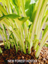 Hosta 'Night Before Christmas' - New Forest Hostas & Hemerocallis