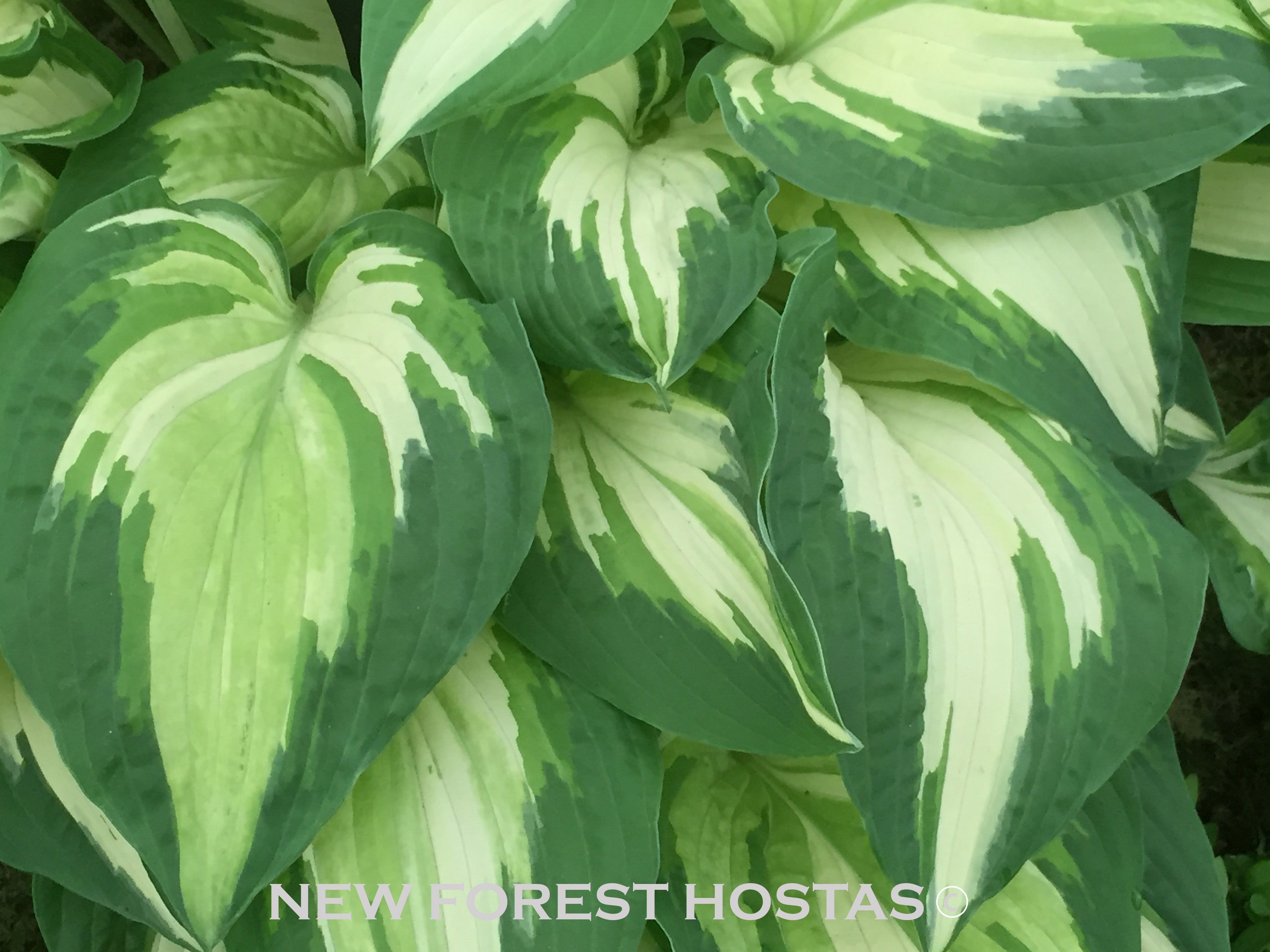 Hosta 'Night Before Christmas' - New Forest Hostas & Hemerocallis