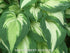 Hosta 'Night Before Christmas' - New Forest Hostas & Hemerocallis