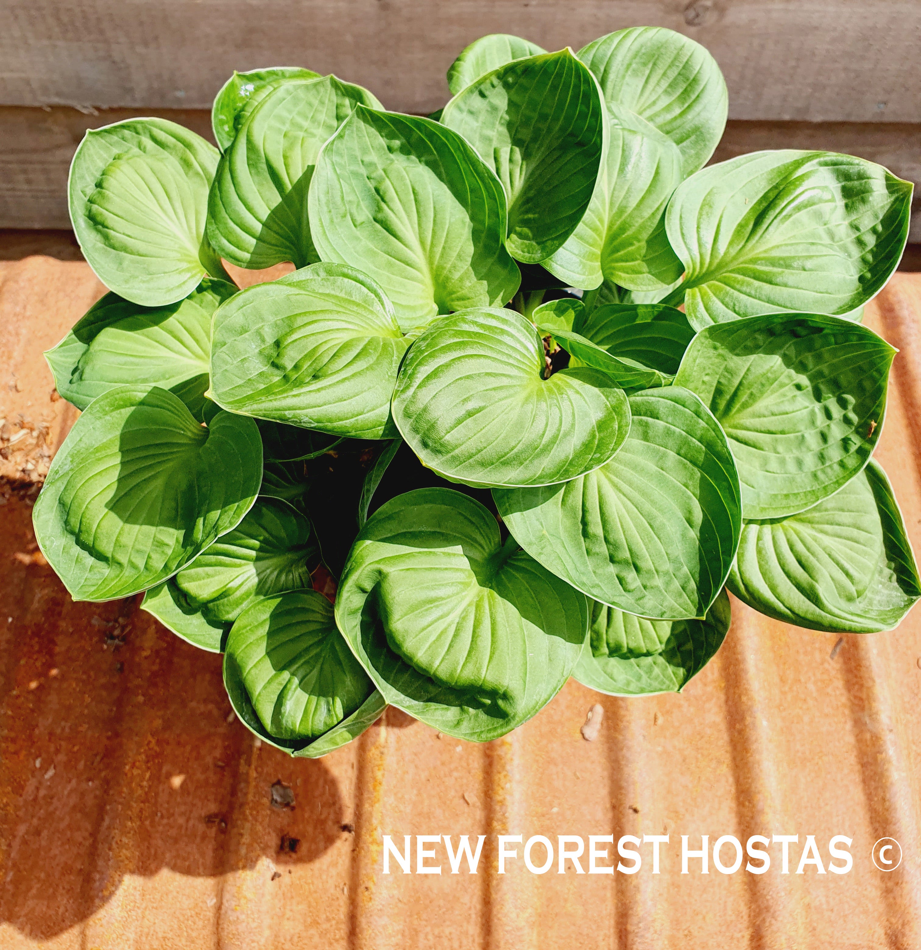 Hosta 'Nippers' - New Forest Hostas & Hemerocallis