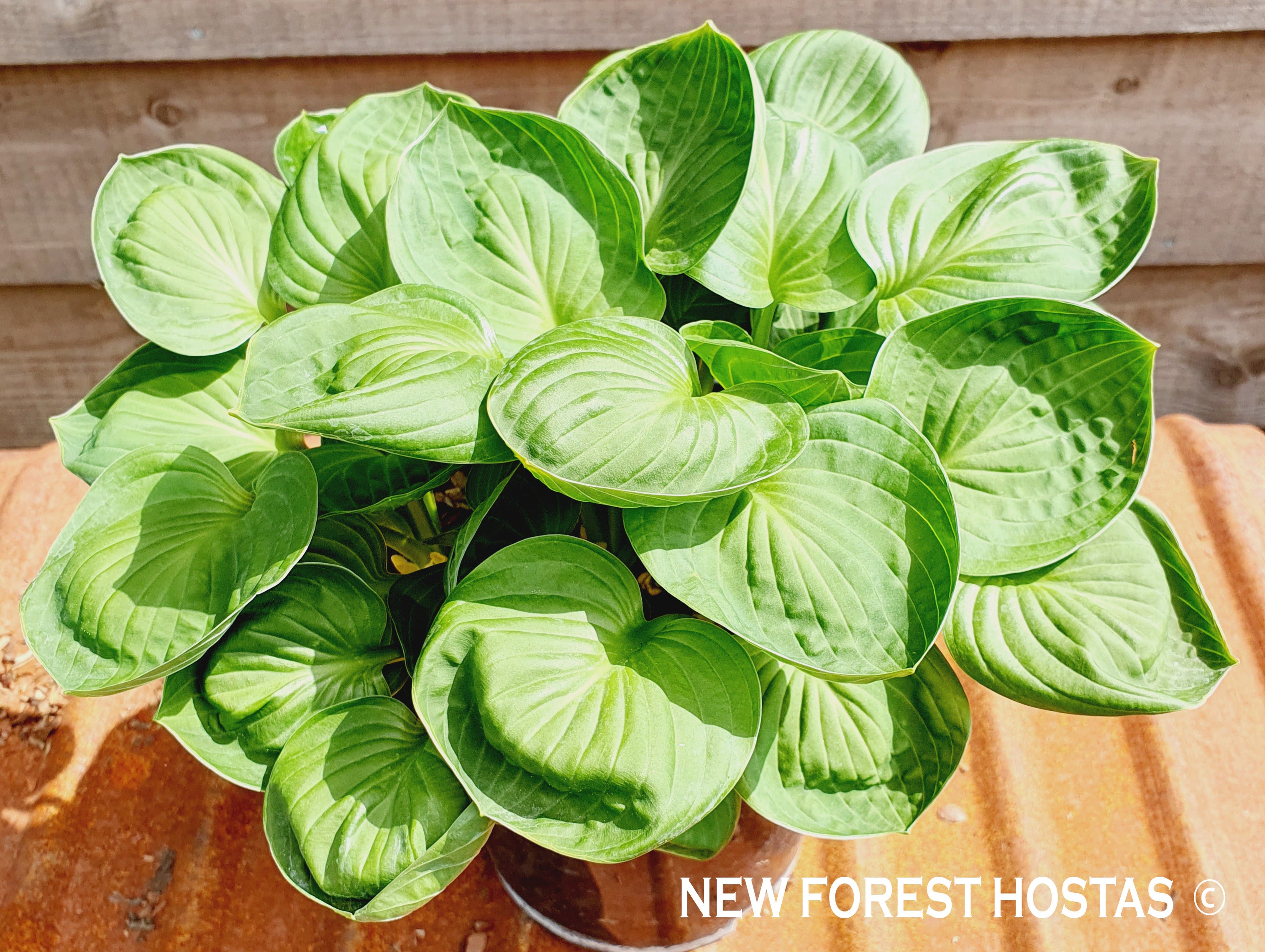 Hosta 'Nippers' - New Forest Hostas & Hemerocallis