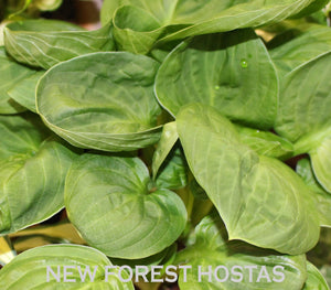 Hosta 'Nippers' - New Forest Hostas & Hemerocallis