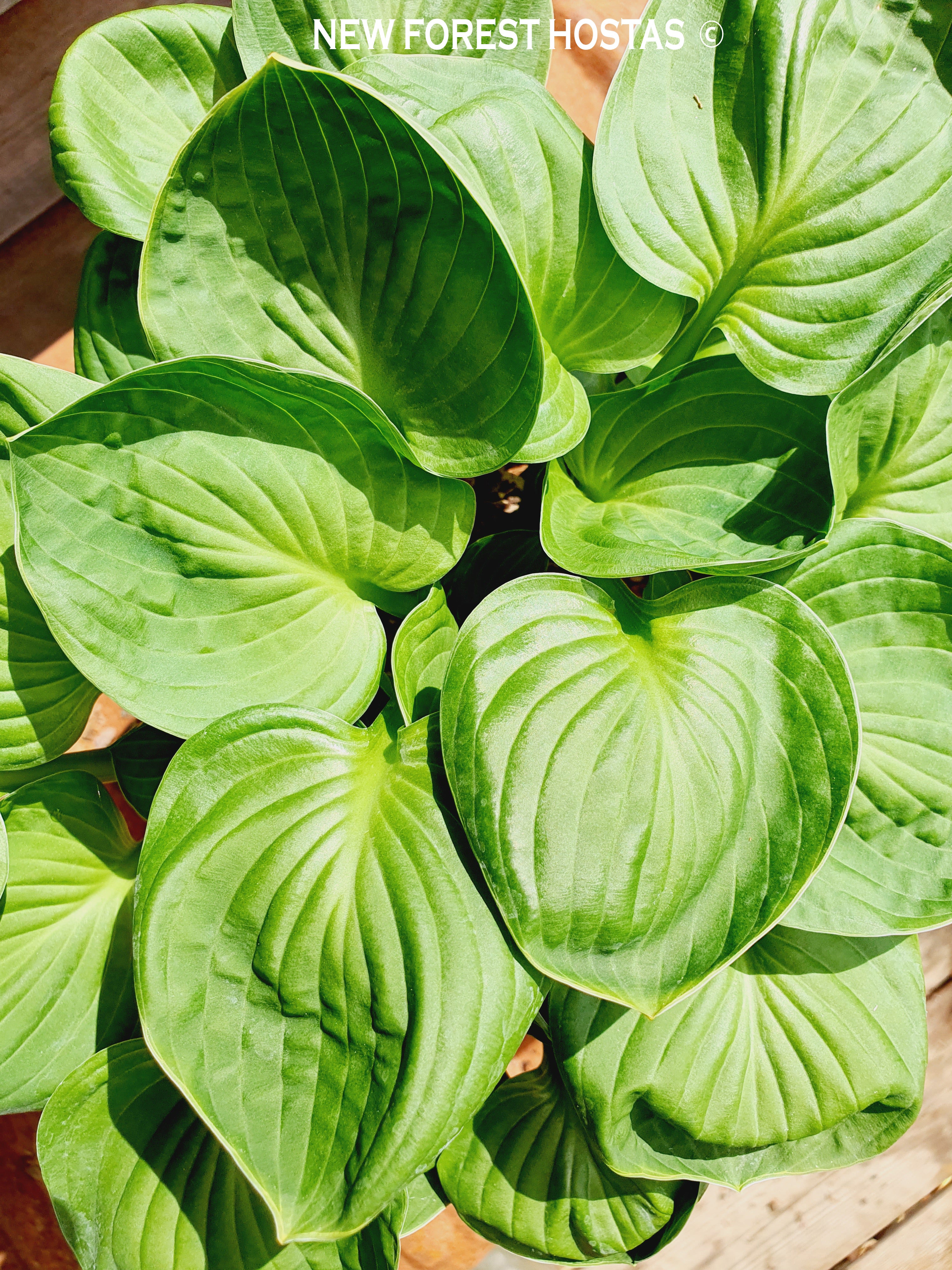 Hosta 'Nippers' - New Forest Hostas & Hemerocallis