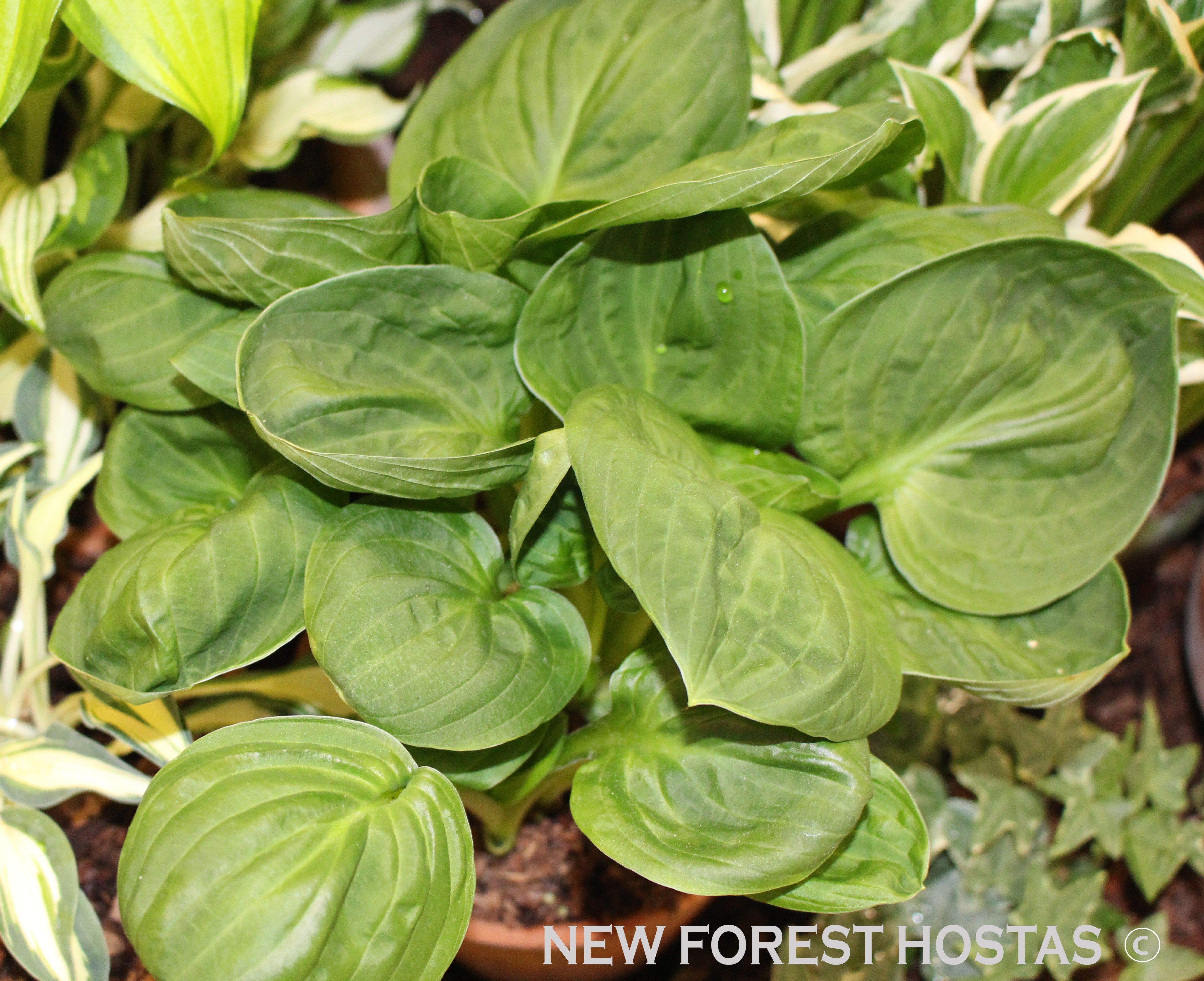 Hosta 'Nippers' - New Forest Hostas & Hemerocallis