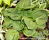 Hosta 'Nippers' - New Forest Hostas & Hemerocallis