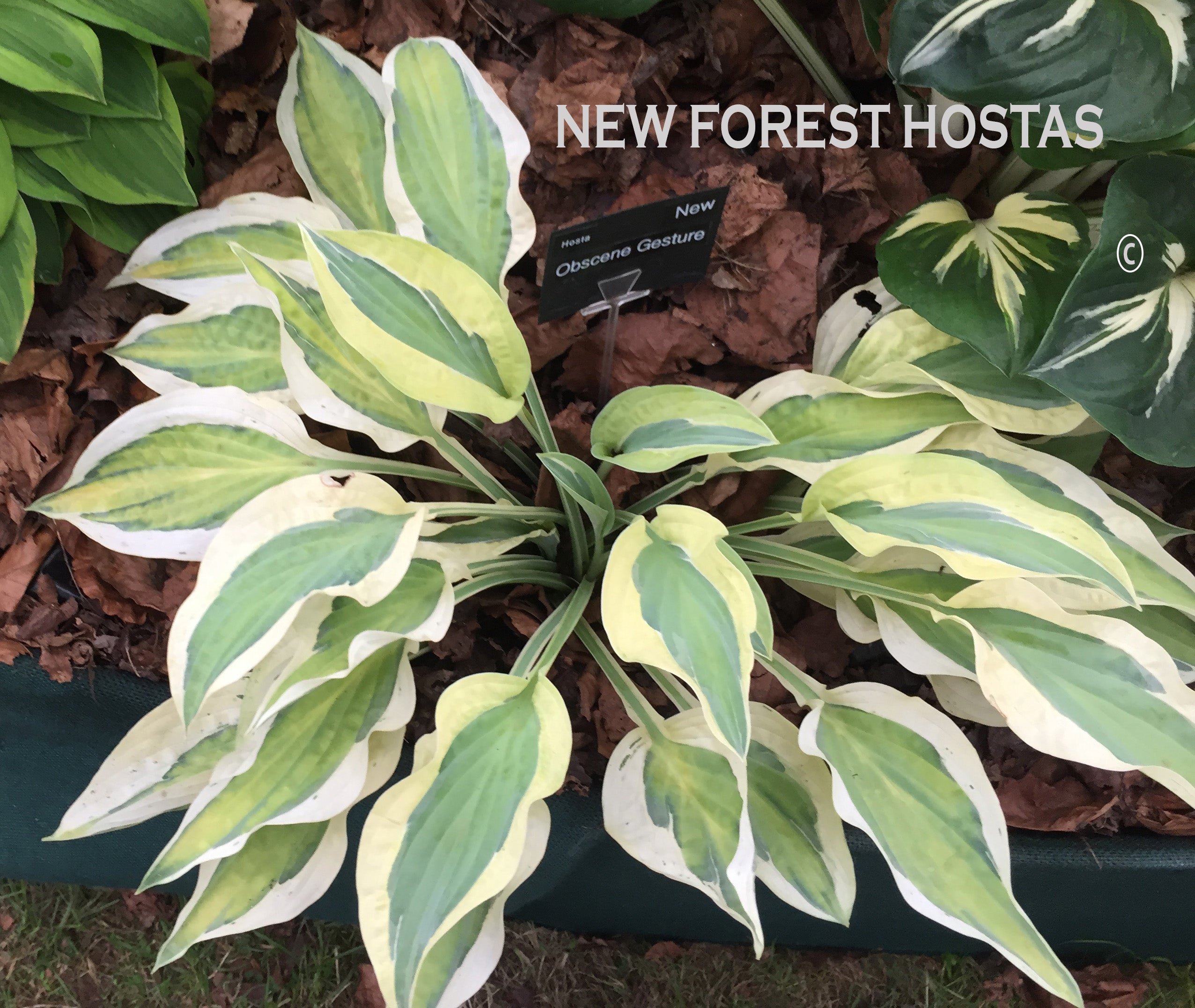 Hosta 'Obscene Gesture' - New Forest Hostas & Hemerocallis